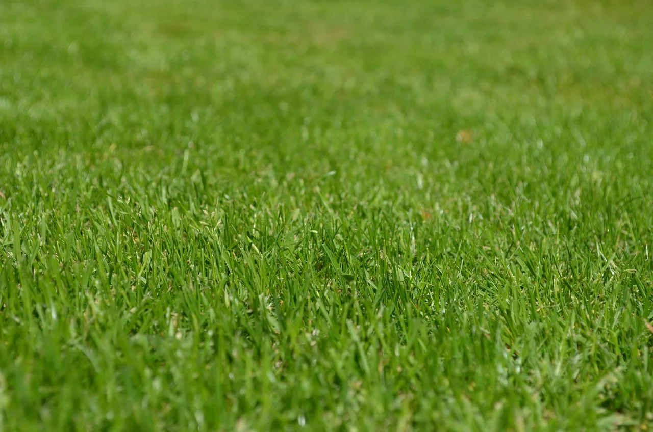 grasses, lawn, garden, ornamental grasses, greenery, meadow, yard, english lawn, nature, lawn, lawn, lawn, lawn, lawn, garden, yard, yard, yard, yard. Sales tax holidays and equipment rental: the Texas rule for yards