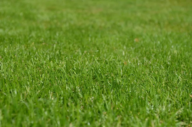 grasses, lawn, garden, ornamental grasses, greenery, meadow, yard, english lawn, nature, lawn, lawn, lawn, lawn, lawn, garden, yard, yard, yard, yard. Sales tax holidays and equipment rental: the Texas rule for yards